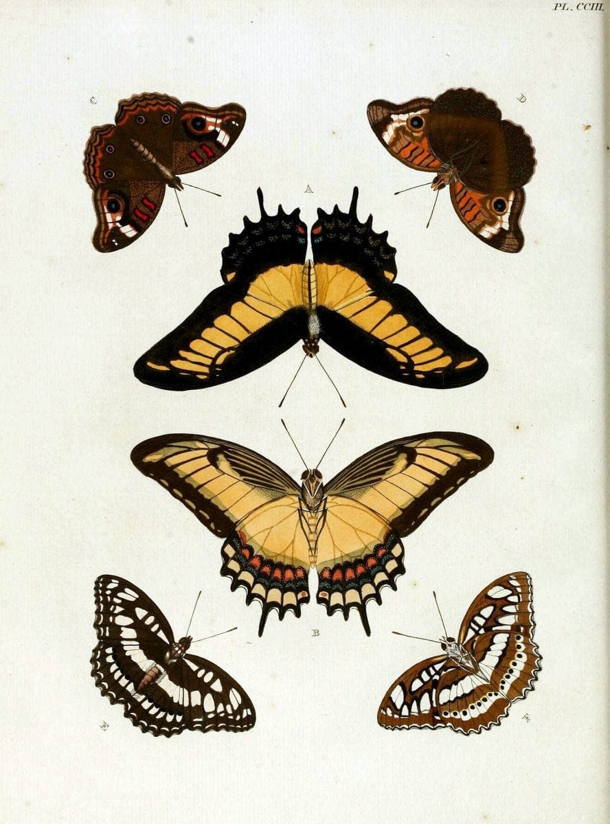 De uitlandsche kapellen, voorkomende in de drie waereld-deelen Asia, Africa en America / | "Catalogs and collections" Lepidoptera "Pictorial works" Suriname | Vintage Print Reproduction 467137