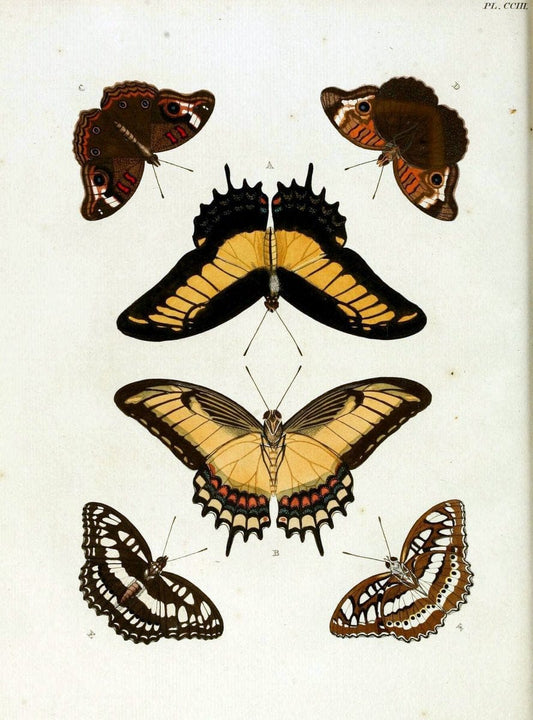 De uitlandsche kapellen, voorkomende in de drie waereld-deelen Asia, Africa en America / | "Catalogs and collections" Lepidoptera "Pictorial works" Suriname | Vintage Print Reproduction 467137