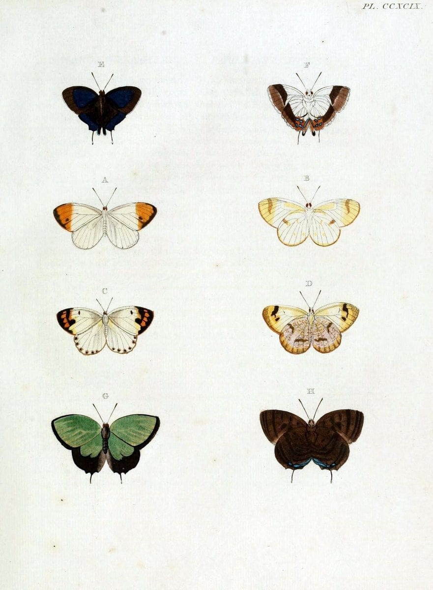 De uitlandsche kapellen, voorkomende in de drie waereld-deelen Asia, Africa en America / | "Catalogs and collections" Lepidoptera "Pictorial works" Suriname | Vintage Print Reproduction 467138