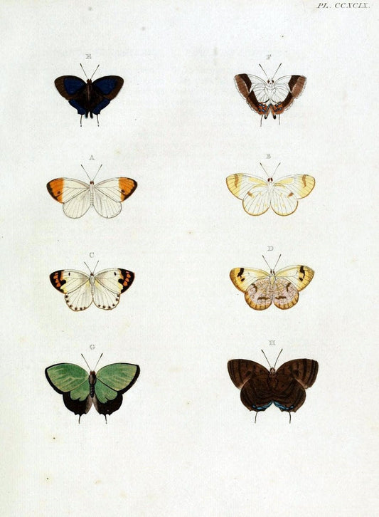 De uitlandsche kapellen, voorkomende in de drie waereld-deelen Asia, Africa en America / | "Catalogs and collections" Lepidoptera "Pictorial works" Suriname | Vintage Print Reproduction 467138