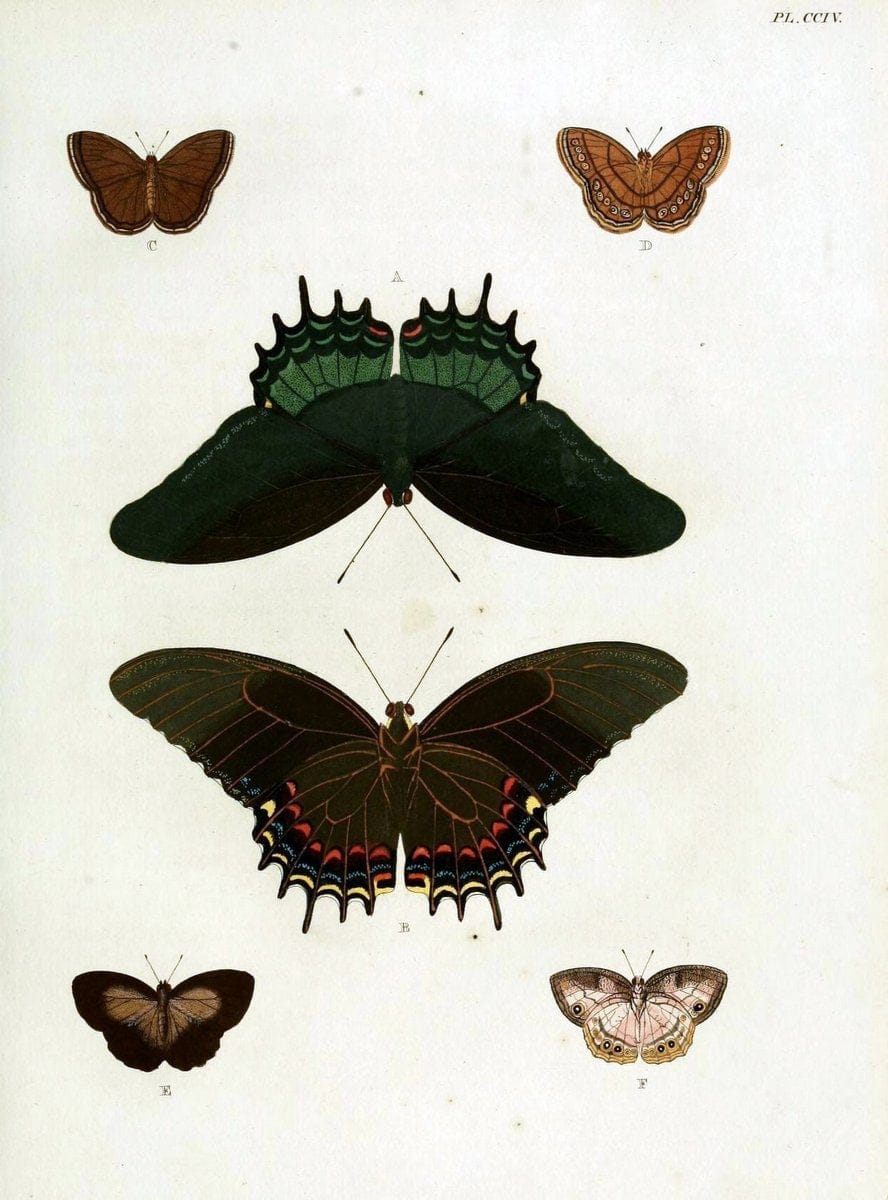 De uitlandsche kapellen, voorkomende in de drie waereld-deelen Asia, Africa en America / | "Catalogs and collections" Lepidoptera "Pictorial works" Suriname | Vintage Print Reproduction 467139