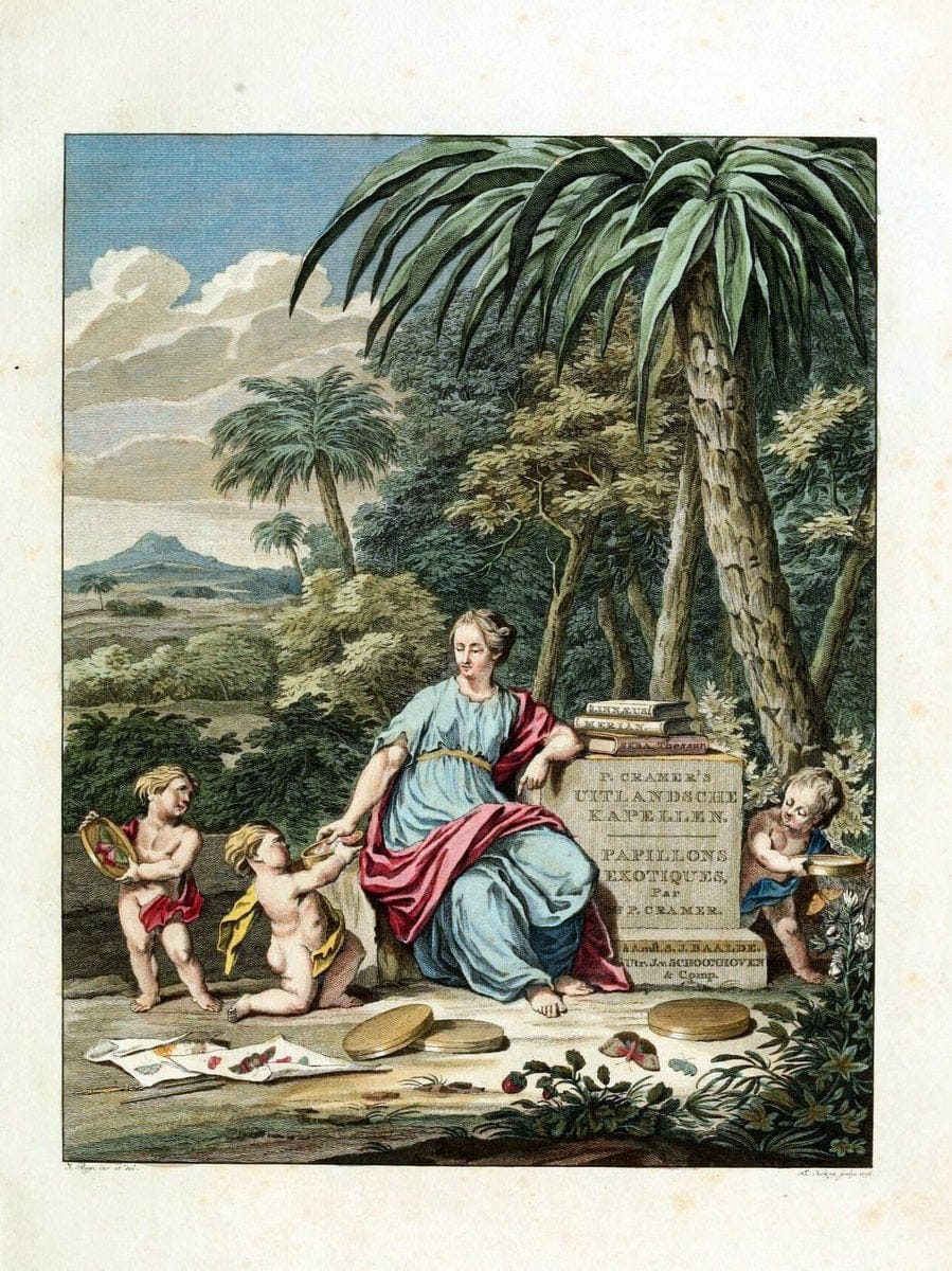 De uitlandsche kapellen, voorkomende in de drie waereld-deelen Asia, Africa en America / | "Catalogs and collections" Lepidoptera "Pictorial works" Suriname | Vintage Print Reproduction 467140