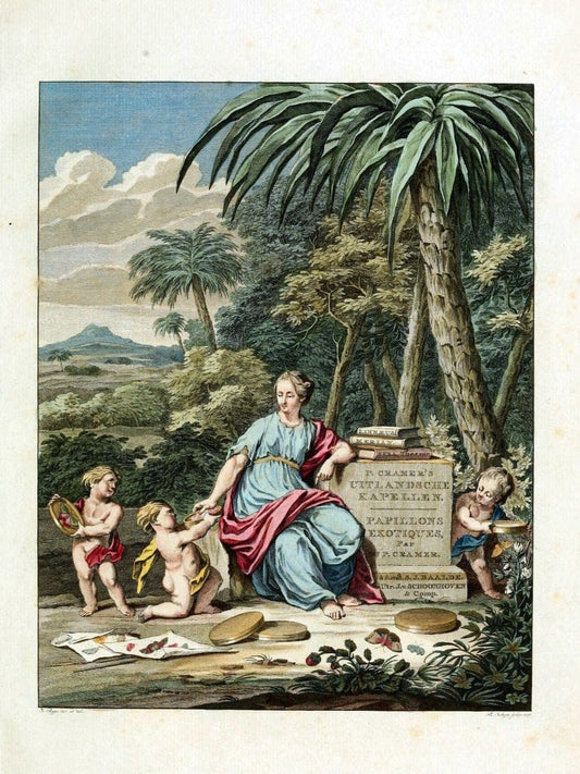 De uitlandsche kapellen, voorkomende in de drie waereld-deelen Asia, Africa en America / | "Catalogs and collections" Lepidoptera "Pictorial works" Suriname | Vintage Print Reproduction 467140