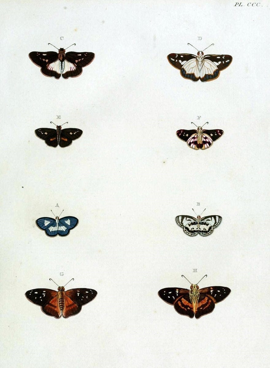 De uitlandsche kapellen, voorkomende in de drie waereld-deelen Asia, Africa en America / | "Catalogs and collections" Lepidoptera "Pictorial works" Suriname | Vintage Print Reproduction 467141
