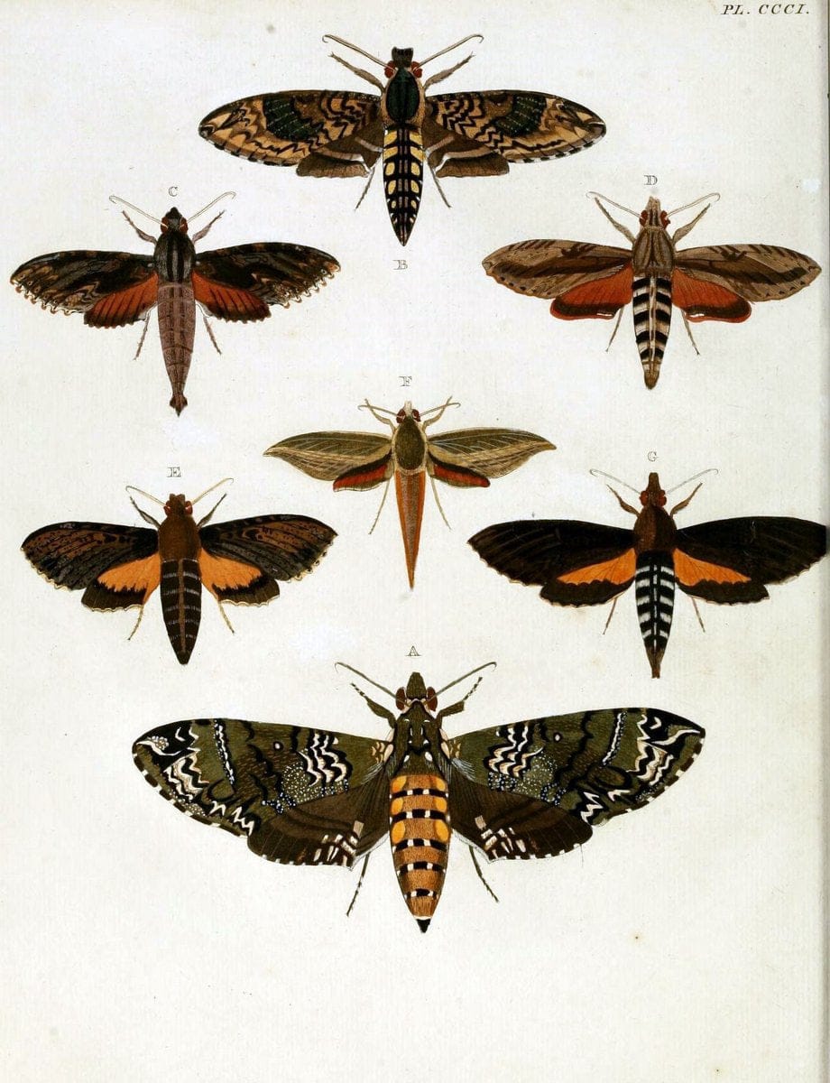 De uitlandsche kapellen, voorkomende in de drie waereld-deelen Asia, Africa en America / | "Catalogs and collections" Lepidoptera "Pictorial works" Suriname | Vintage Print Reproduction 467142