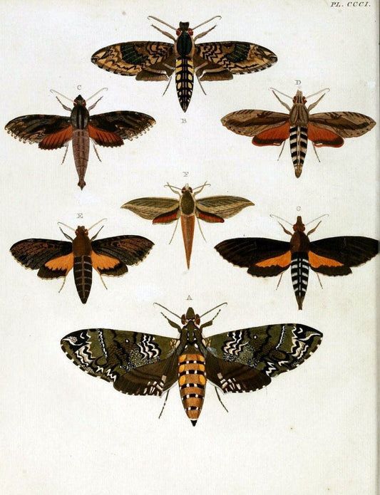 De uitlandsche kapellen, voorkomende in de drie waereld-deelen Asia, Africa en America / | "Catalogs and collections" Lepidoptera "Pictorial works" Suriname | Vintage Print Reproduction 467142