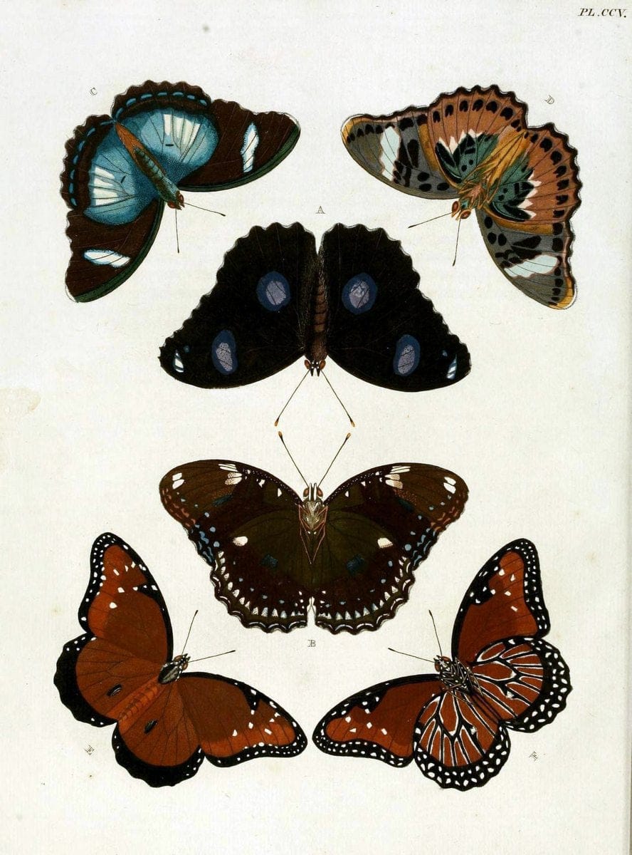 De uitlandsche kapellen, voorkomende in de drie waereld-deelen Asia, Africa en America / | "Catalogs and collections" Lepidoptera "Pictorial works" Suriname | Vintage Print Reproduction 467143