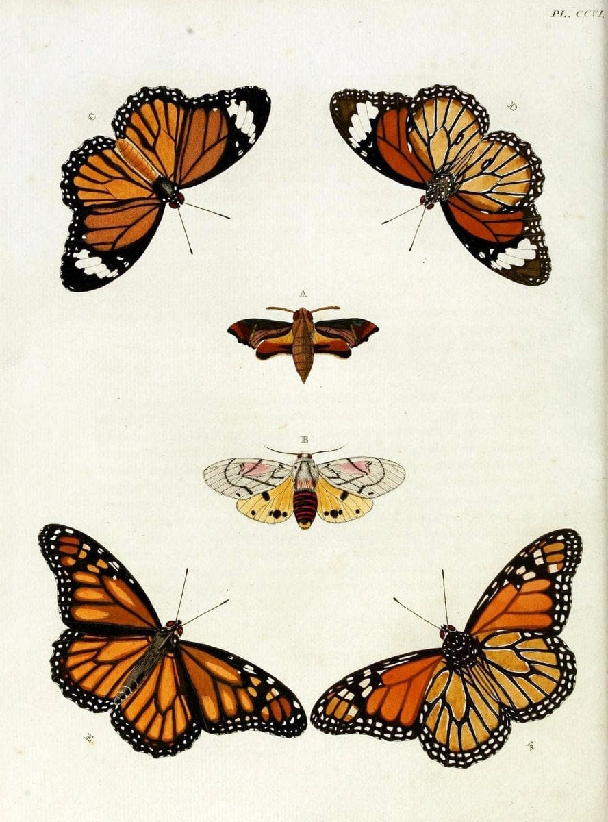 De uitlandsche kapellen, voorkomende in de drie waereld-deelen Asia, Africa en America / | "Catalogs and collections" Lepidoptera "Pictorial works" Suriname | Vintage Print Reproduction 467144