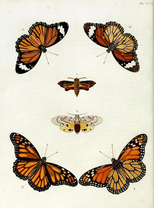 De uitlandsche kapellen, voorkomende in de drie waereld-deelen Asia, Africa en America / | "Catalogs and collections" Lepidoptera "Pictorial works" Suriname | Vintage Print Reproduction 467144