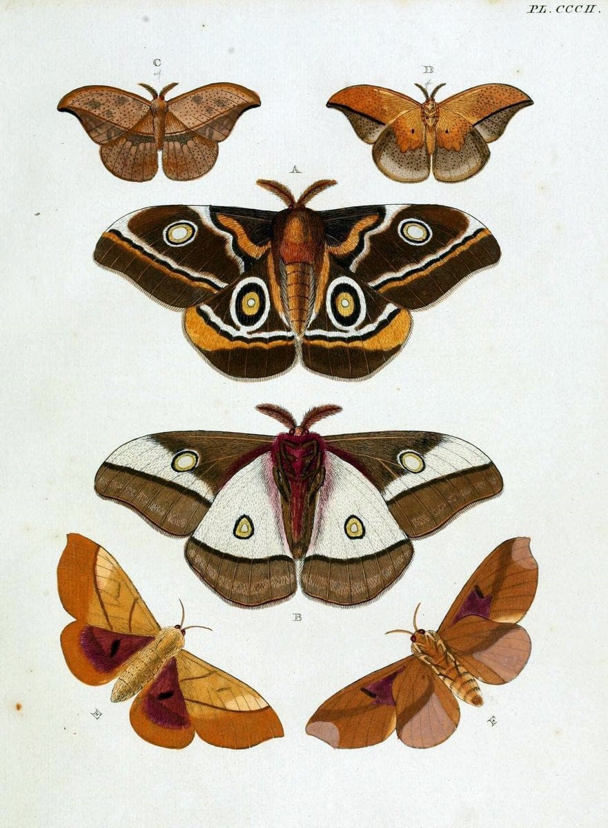 De uitlandsche kapellen, voorkomende in de drie waereld-deelen Asia, Africa en America / | "Catalogs and collections" Lepidoptera "Pictorial works" Suriname | Vintage Print Reproduction 467145