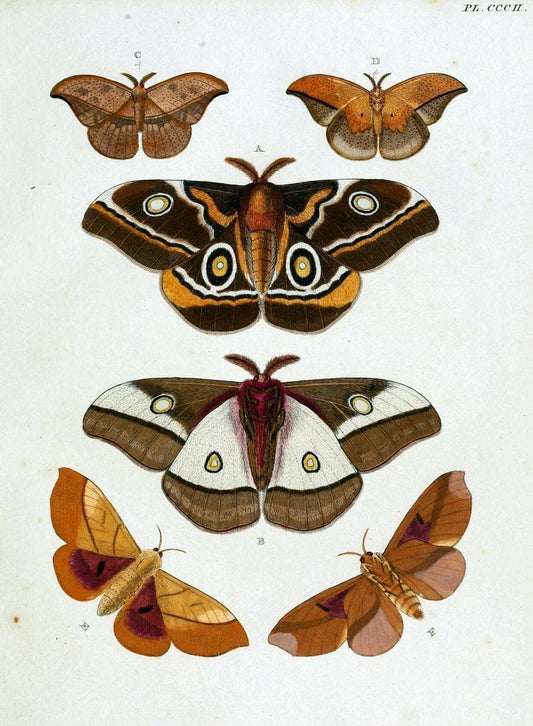 De uitlandsche kapellen, voorkomende in de drie waereld-deelen Asia, Africa en America / | "Catalogs and collections" Lepidoptera "Pictorial works" Suriname | Vintage Print Reproduction 467145