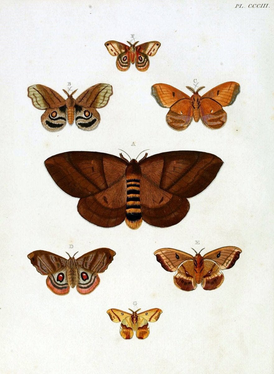 De uitlandsche kapellen, voorkomende in de drie waereld-deelen Asia, Africa en America / | "Catalogs and collections" Lepidoptera "Pictorial works" Suriname | Vintage Print Reproduction 467146