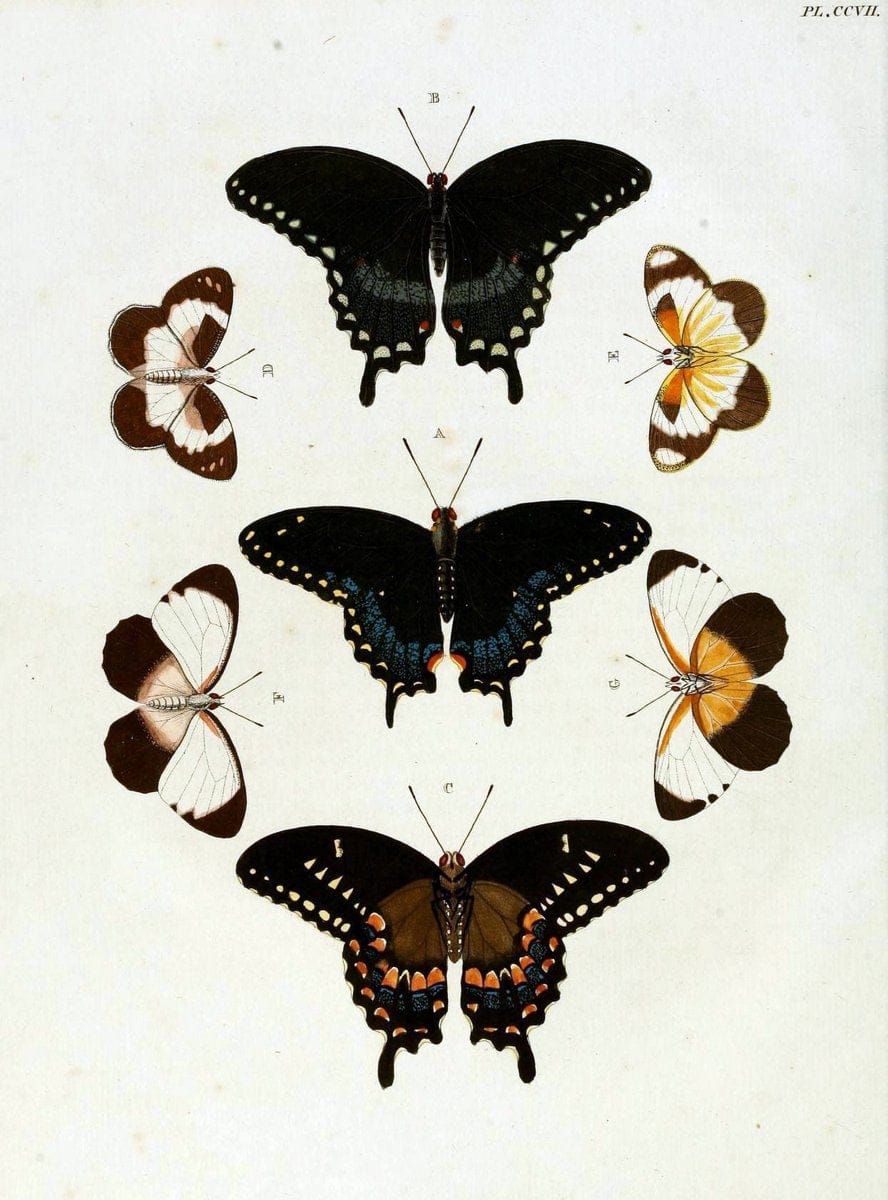 De uitlandsche kapellen, voorkomende in de drie waereld-deelen Asia, Africa en America / | "Catalogs and collections" Lepidoptera "Pictorial works" Suriname | Vintage Print Reproduction 467147