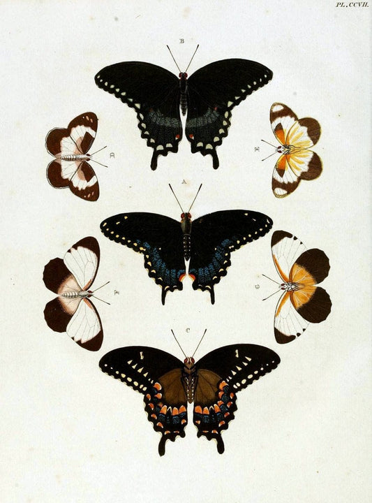 De uitlandsche kapellen, voorkomende in de drie waereld-deelen Asia, Africa en America / | "Catalogs and collections" Lepidoptera "Pictorial works" Suriname | Vintage Print Reproduction 467147