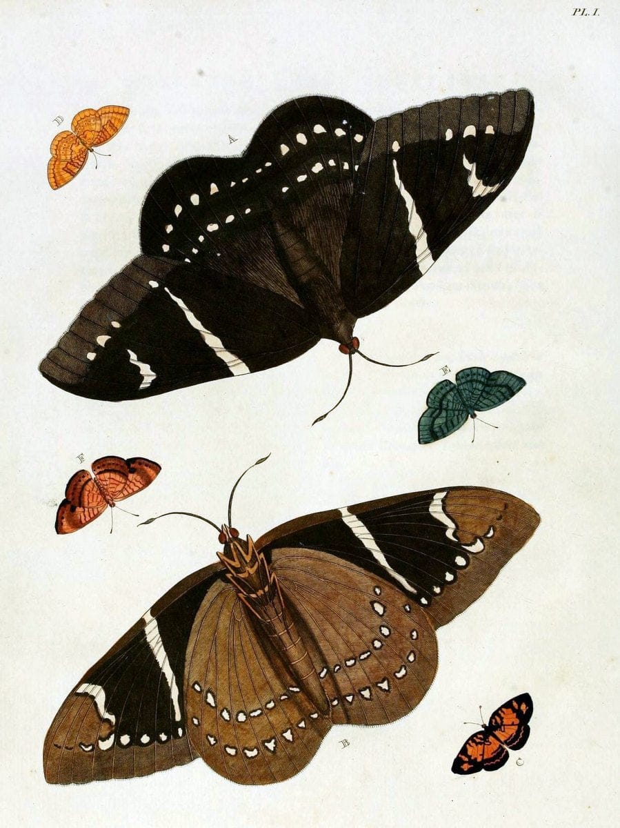 De uitlandsche kapellen, voorkomende in de drie waereld-deelen Asia, Africa en America / | "Catalogs and collections" Lepidoptera "Pictorial works" Suriname | Vintage Print Reproduction 467148
