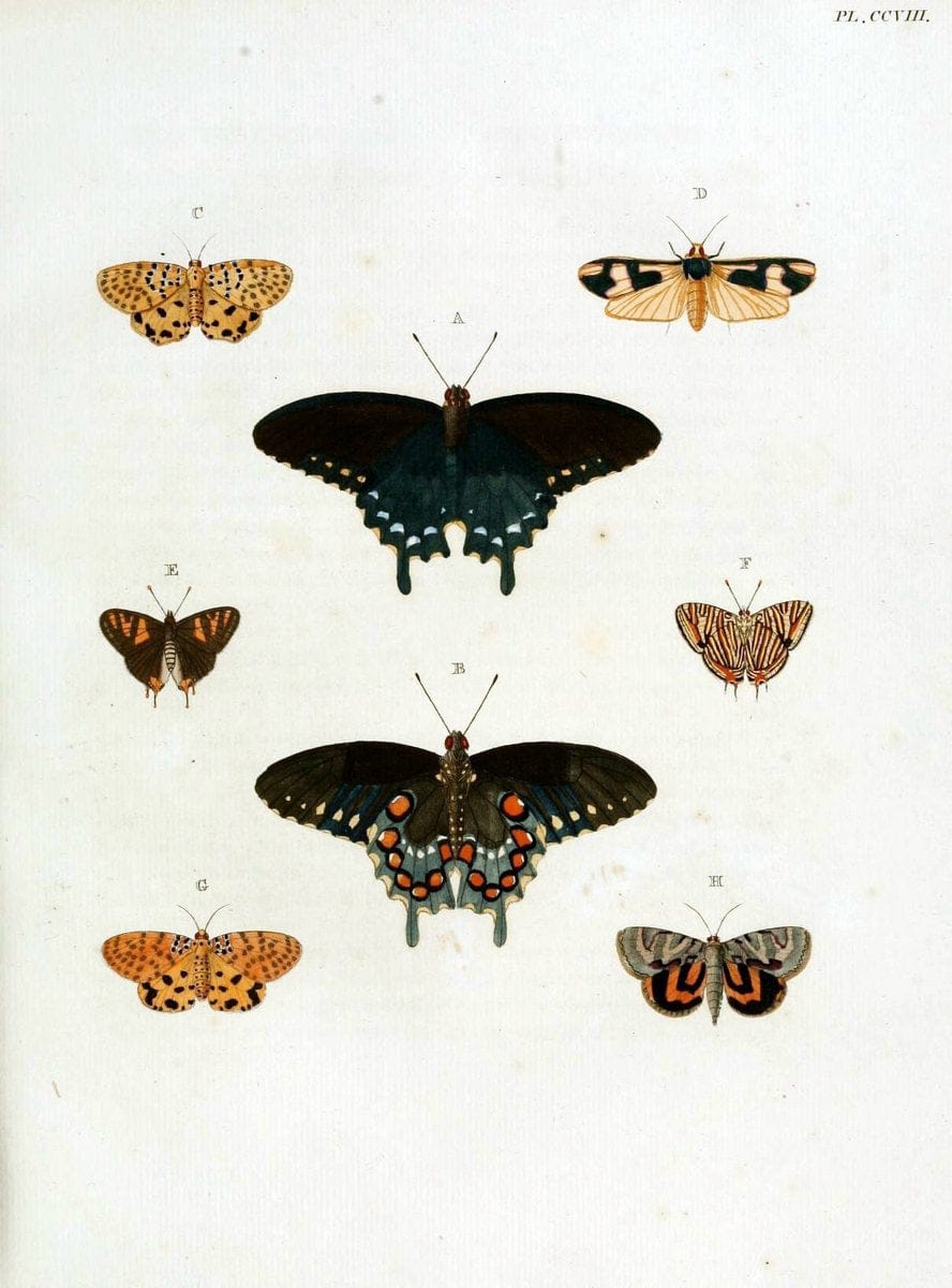 De uitlandsche kapellen, voorkomende in de drie waereld-deelen Asia, Africa en America / | "Catalogs and collections" Lepidoptera "Pictorial works" Suriname | Vintage Print Reproduction 467149