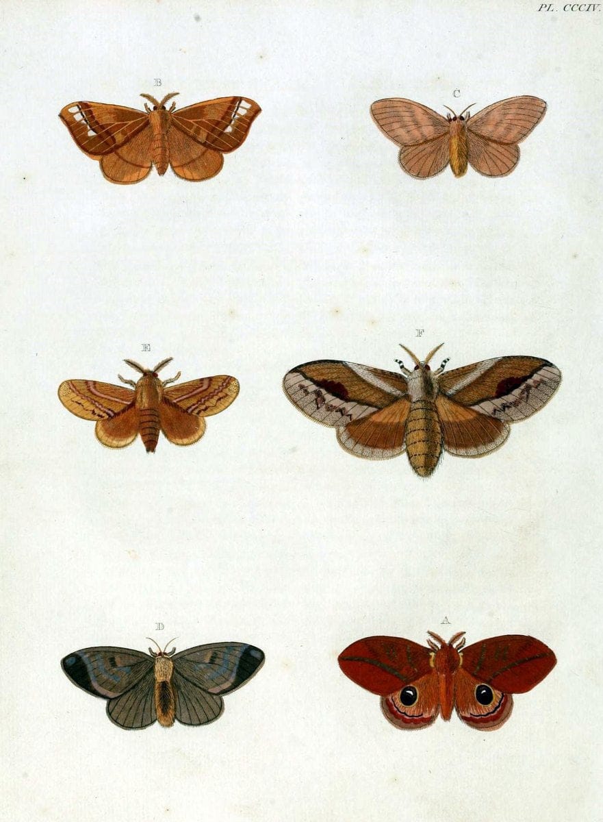 De uitlandsche kapellen, voorkomende in de drie waereld-deelen Asia, Africa en America / | "Catalogs and collections" Lepidoptera "Pictorial works" Suriname | Vintage Print Reproduction 467150