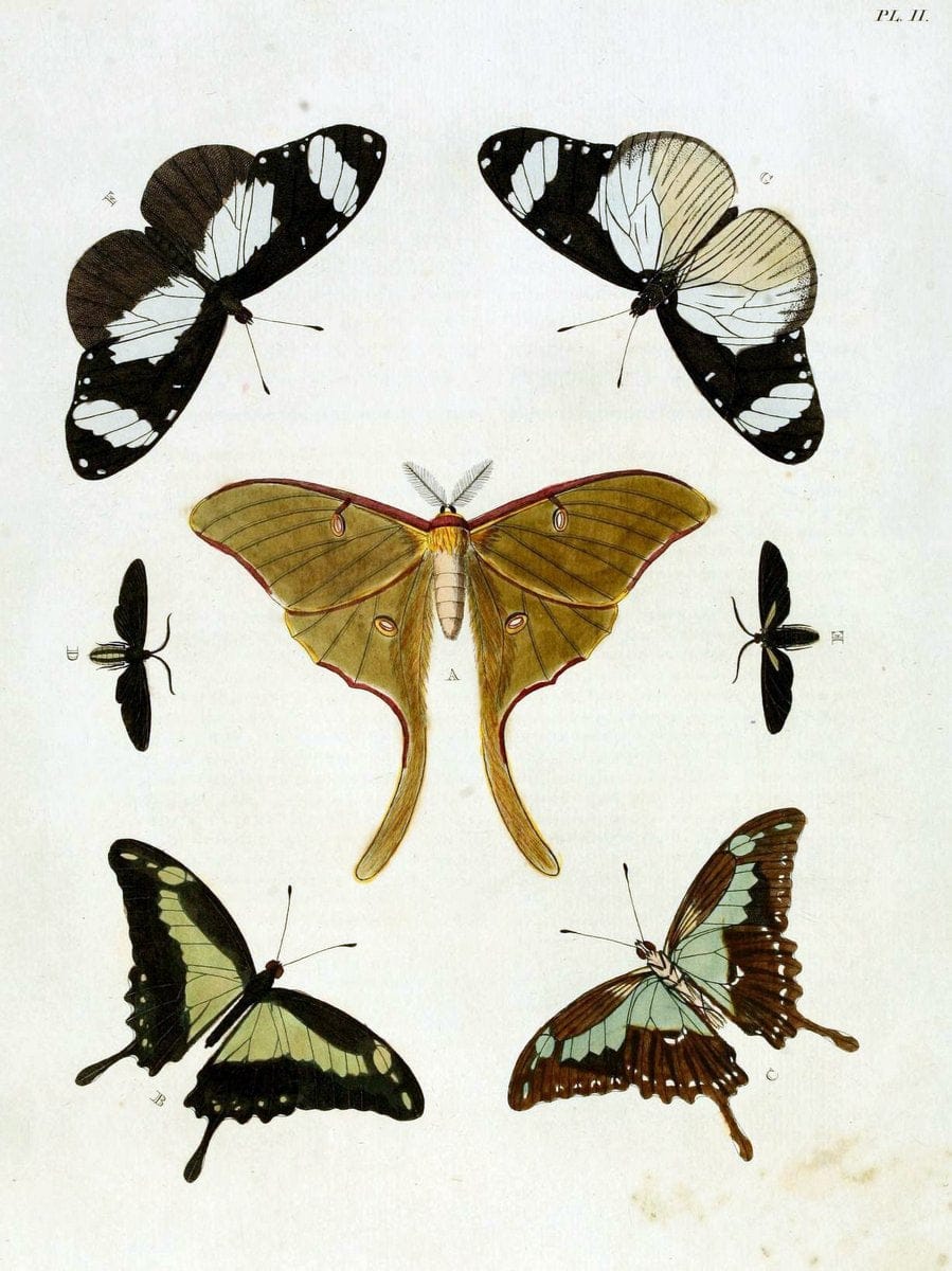 De uitlandsche kapellen, voorkomende in de drie waereld-deelen Asia, Africa en America / | "Catalogs and collections" Lepidoptera "Pictorial works" Suriname | Vintage Print Reproduction 467151