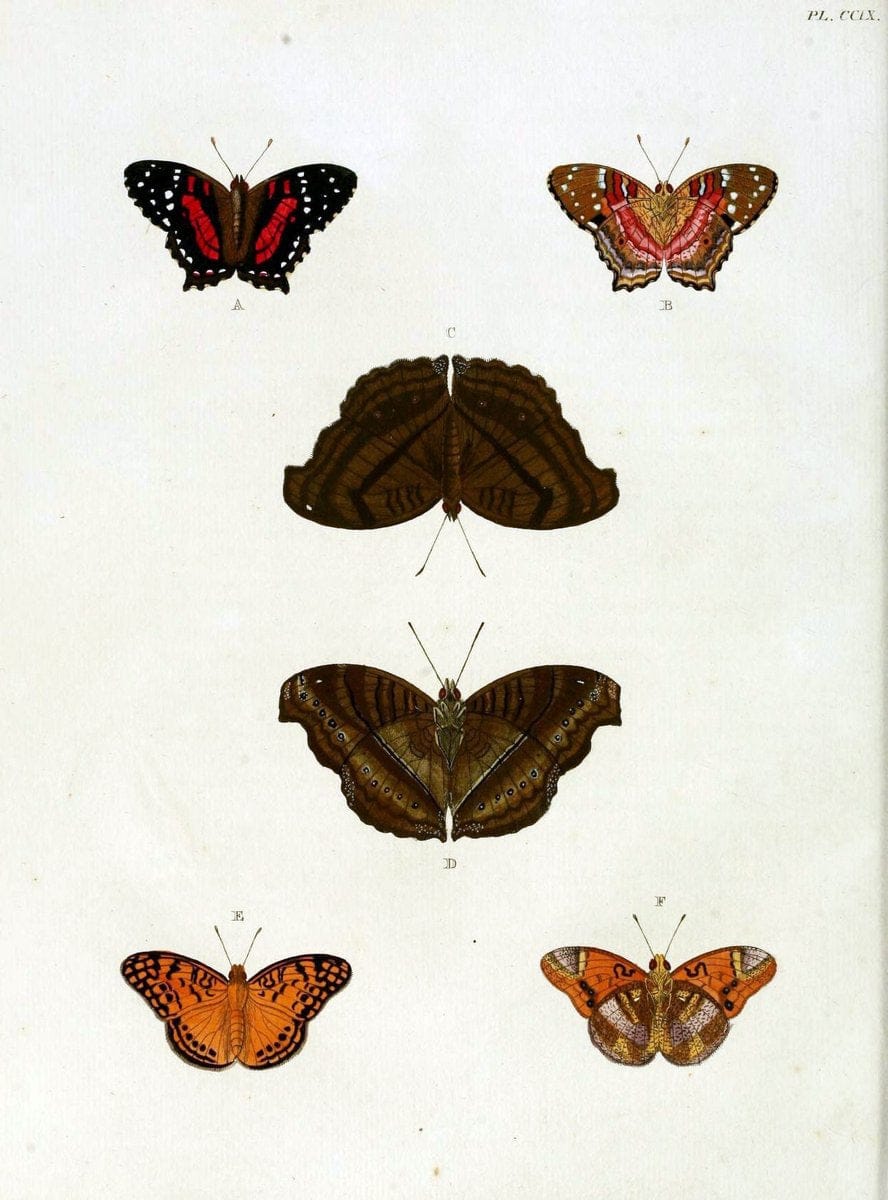 De uitlandsche kapellen, voorkomende in de drie waereld-deelen Asia, Africa en America / | "Catalogs and collections" Lepidoptera "Pictorial works" Suriname | Vintage Print Reproduction 467152