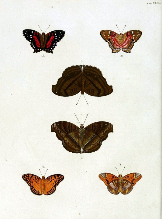 De uitlandsche kapellen, voorkomende in de drie waereld-deelen Asia, Africa en America / | "Catalogs and collections" Lepidoptera "Pictorial works" Suriname | Vintage Print Reproduction 467152