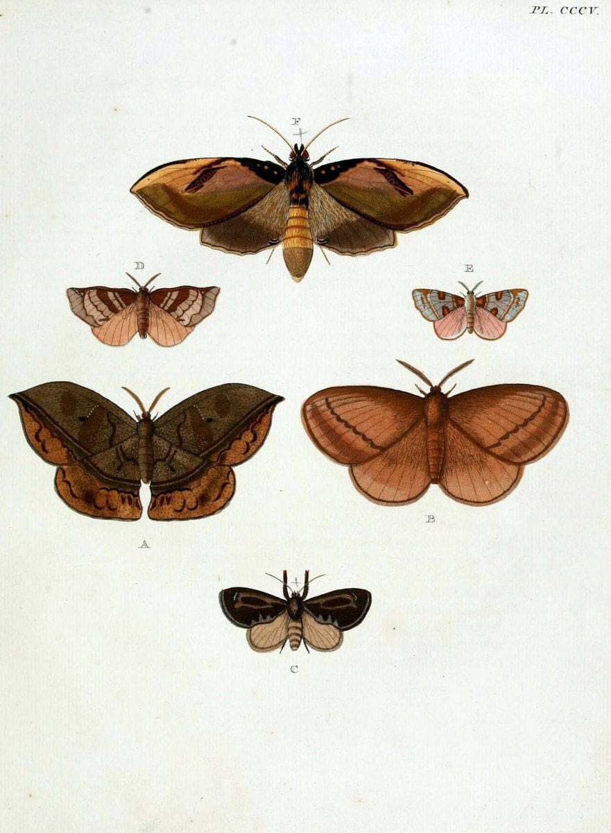 De uitlandsche kapellen, voorkomende in de drie waereld-deelen Asia, Africa en America / | "Catalogs and collections" Lepidoptera "Pictorial works" Suriname | Vintage Print Reproduction 467154