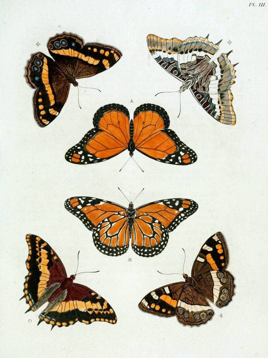 De uitlandsche kapellen, voorkomende in de drie waereld-deelen Asia, Africa en America / | "Catalogs and collections" Lepidoptera "Pictorial works" Suriname | Vintage Print Reproduction 467155