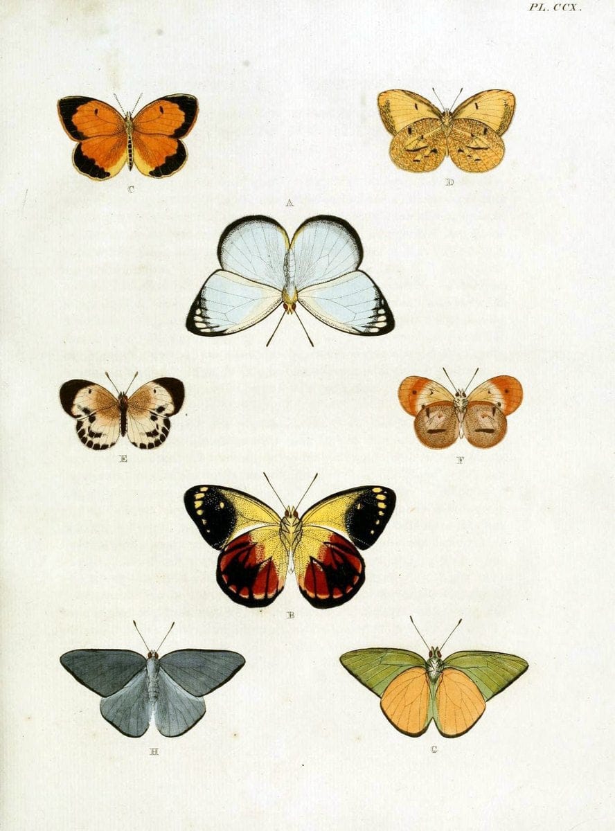 De uitlandsche kapellen, voorkomende in de drie waereld-deelen Asia, Africa en America / | "Catalogs and collections" Lepidoptera "Pictorial works" Suriname | Vintage Print Reproduction 467156