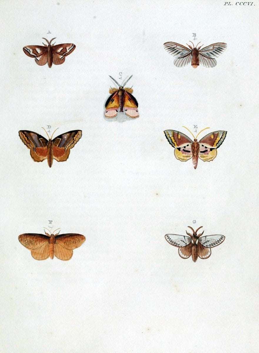 De uitlandsche kapellen, voorkomende in de drie waereld-deelen Asia, Africa en America / | "Catalogs and collections" Lepidoptera "Pictorial works" Suriname | Vintage Print Reproduction 467157