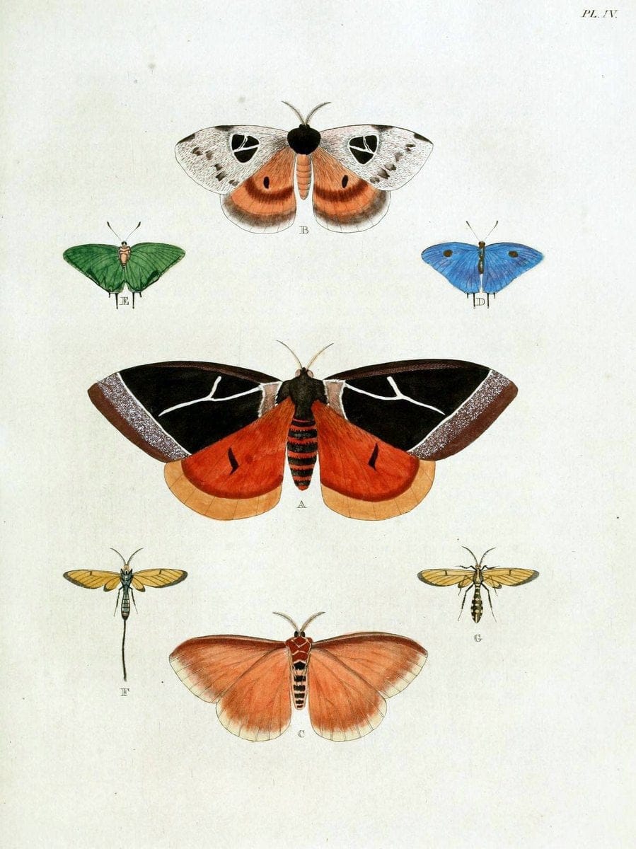 De uitlandsche kapellen, voorkomende in de drie waereld-deelen Asia, Africa en America / | "Catalogs and collections" Lepidoptera "Pictorial works" Suriname | Vintage Print Reproduction 467158