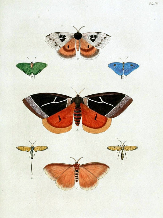 De uitlandsche kapellen, voorkomende in de drie waereld-deelen Asia, Africa en America / | "Catalogs and collections" Lepidoptera "Pictorial works" Suriname | Vintage Print Reproduction 467158