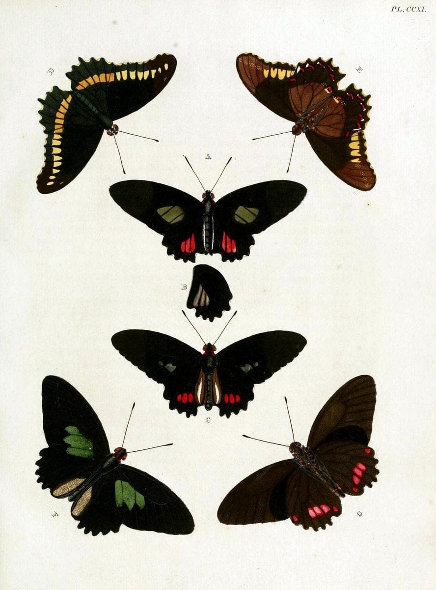 De uitlandsche kapellen, voorkomende in de drie waereld-deelen Asia, Africa en America / | "Catalogs and collections" Lepidoptera "Pictorial works" Suriname | Vintage Print Reproduction 467159