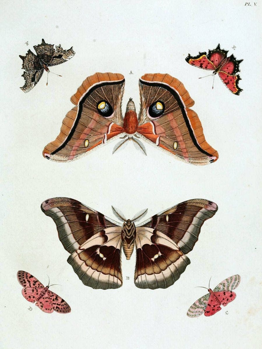 De uitlandsche kapellen, voorkomende in de drie waereld-deelen Asia, Africa en America / | "Catalogs and collections" Lepidoptera "Pictorial works" Suriname | Vintage Print Reproduction 467160