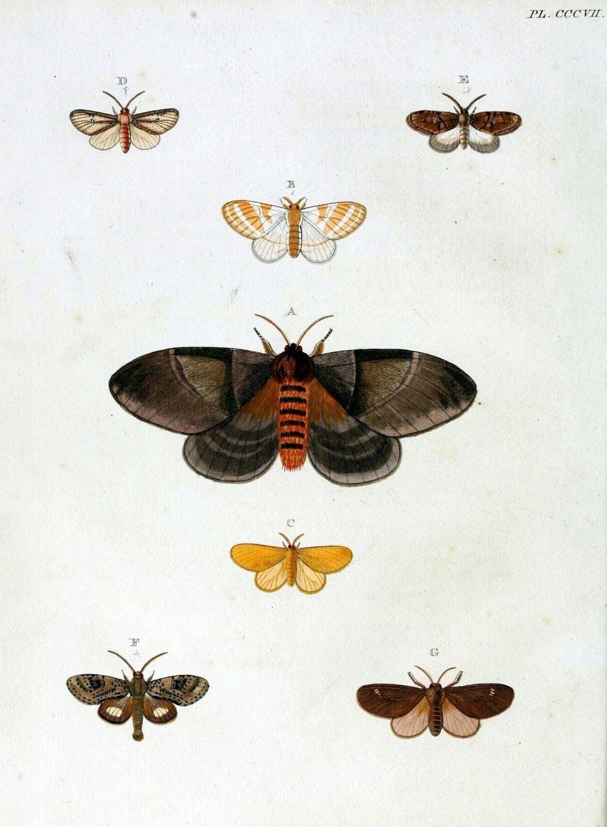 De uitlandsche kapellen, voorkomende in de drie waereld-deelen Asia, Africa en America / | "Catalogs and collections" Lepidoptera "Pictorial works" Suriname | Vintage Print Reproduction 467161