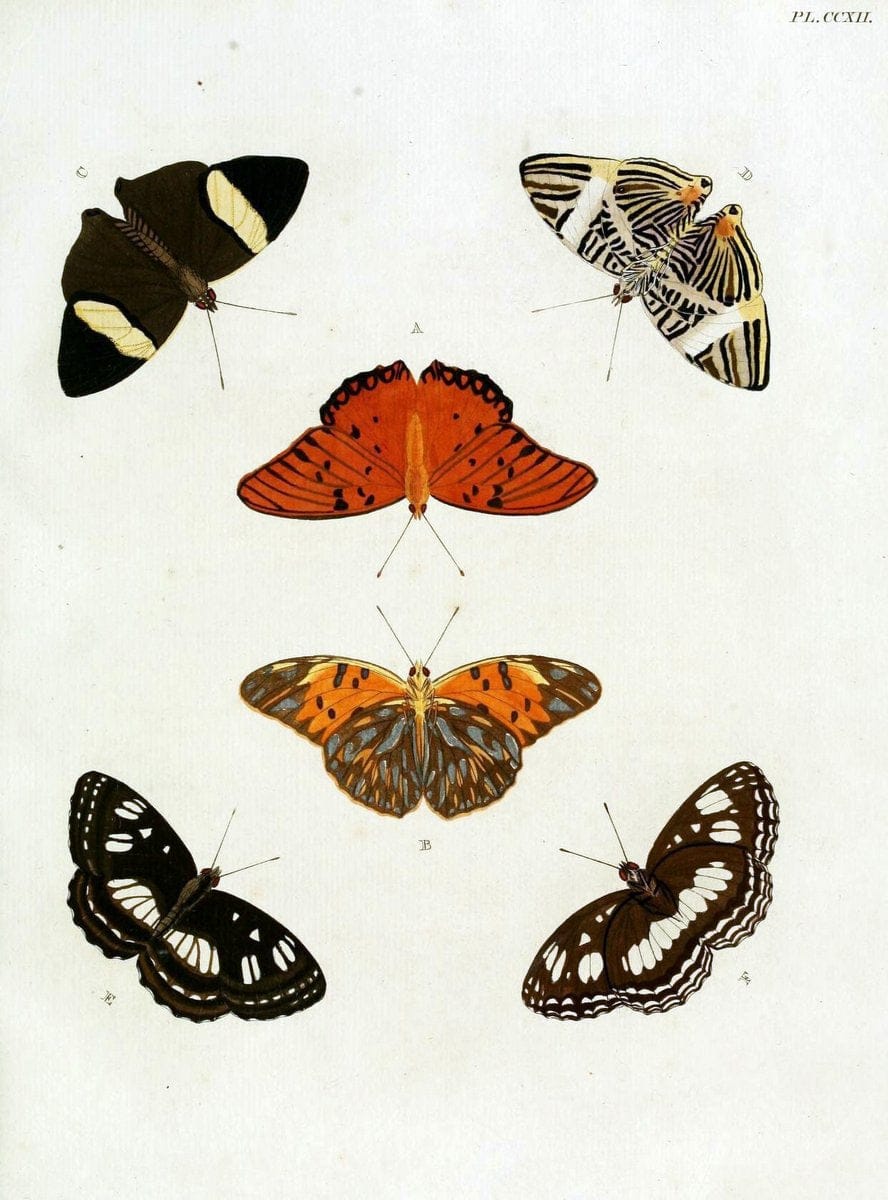 De uitlandsche kapellen, voorkomende in de drie waereld-deelen Asia, Africa en America / | "Catalogs and collections" Lepidoptera "Pictorial works" Suriname | Vintage Print Reproduction 467162