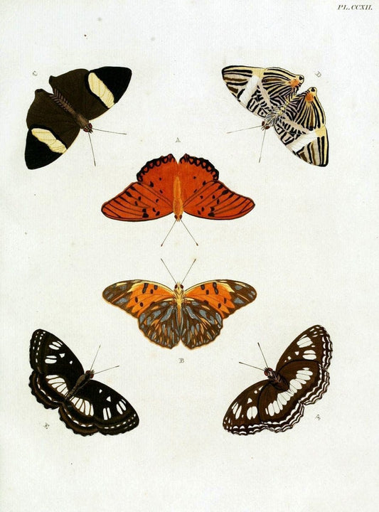 De uitlandsche kapellen, voorkomende in de drie waereld-deelen Asia, Africa en America / | "Catalogs and collections" Lepidoptera "Pictorial works" Suriname | Vintage Print Reproduction 467162
