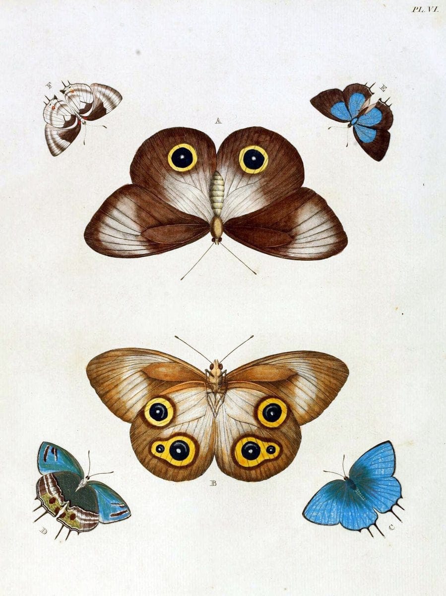 De uitlandsche kapellen, voorkomende in de drie waereld-deelen Asia, Africa en America / | "Catalogs and collections" Lepidoptera "Pictorial works" Suriname | Vintage Print Reproduction 467163