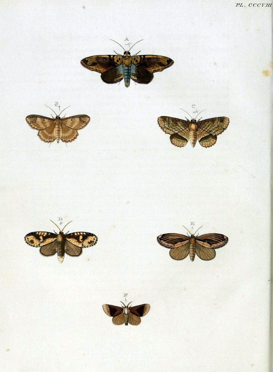 De uitlandsche kapellen, voorkomende in de drie waereld-deelen Asia, Africa en America / | "Catalogs and collections" Lepidoptera "Pictorial works" Suriname | Vintage Print Reproduction 467164