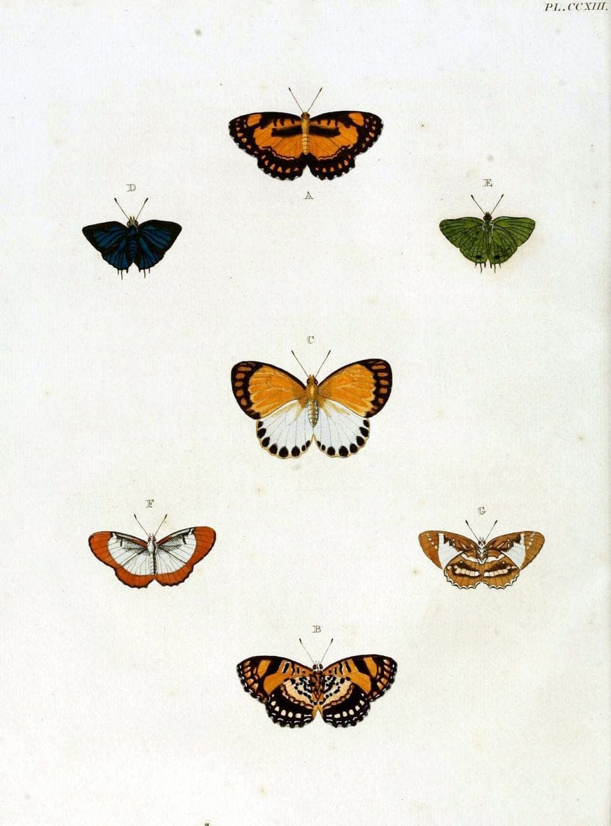De uitlandsche kapellen, voorkomende in de drie waereld-deelen Asia, Africa en America / | "Catalogs and collections" Lepidoptera "Pictorial works" Suriname | Vintage Print Reproduction 467165