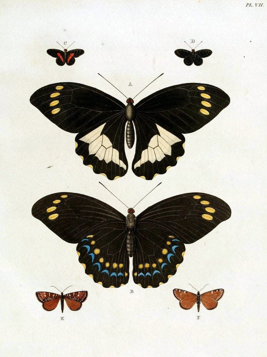 De uitlandsche kapellen, voorkomende in de drie waereld-deelen Asia, Africa en America / | "Catalogs and collections" Lepidoptera "Pictorial works" Suriname | Vintage Print Reproduction 467166