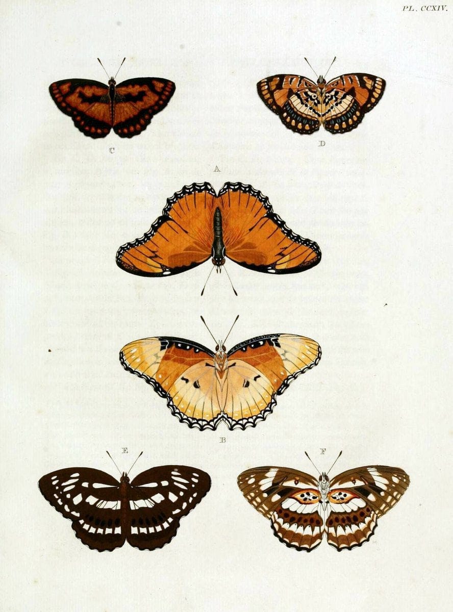 De uitlandsche kapellen, voorkomende in de drie waereld-deelen Asia, Africa en America / | "Catalogs and collections" Lepidoptera "Pictorial works" Suriname | Vintage Print Reproduction 467167