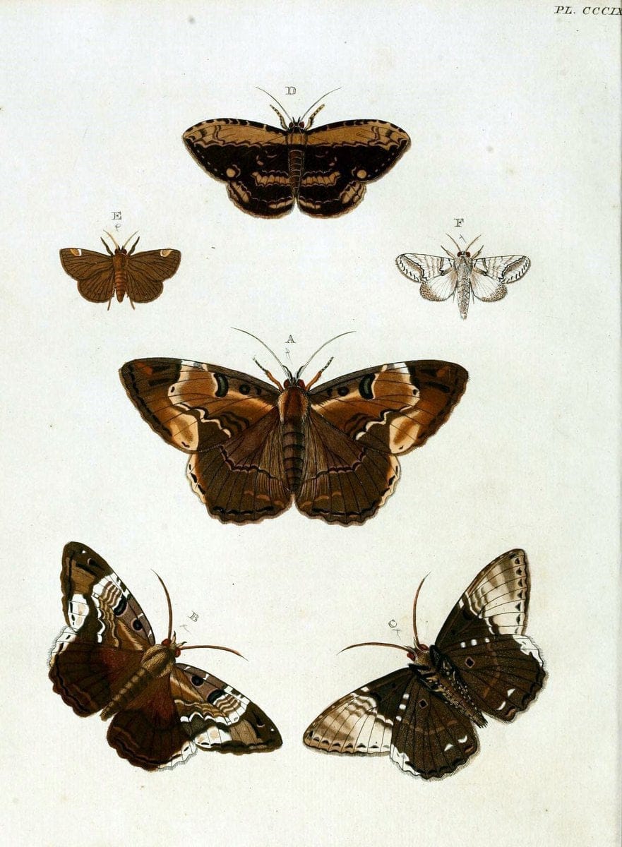 De uitlandsche kapellen, voorkomende in de drie waereld-deelen Asia, Africa en America / | "Catalogs and collections" Lepidoptera "Pictorial works" Suriname | Vintage Print Reproduction 467168