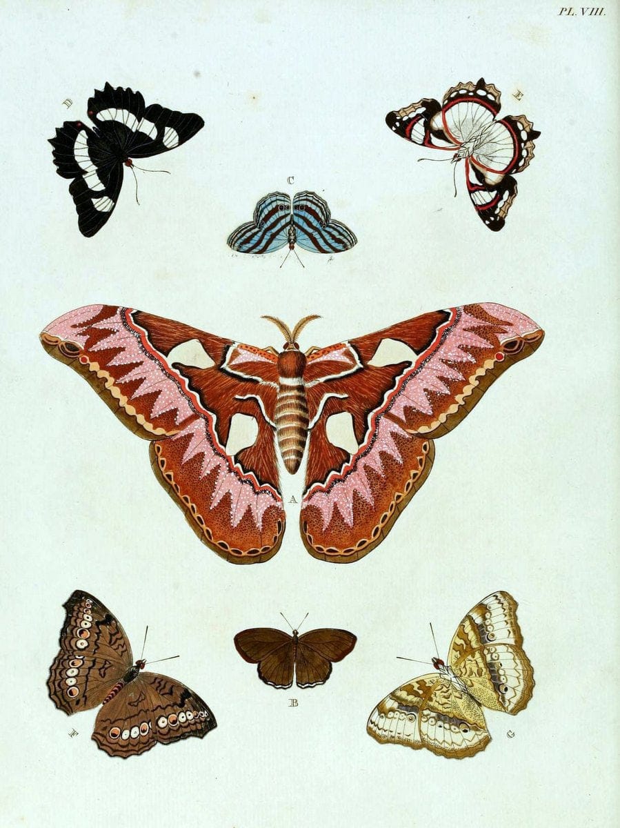 De uitlandsche kapellen, voorkomende in de drie waereld-deelen Asia, Africa en America / | "Catalogs and collections" Lepidoptera "Pictorial works" Suriname | Vintage Print Reproduction 467169