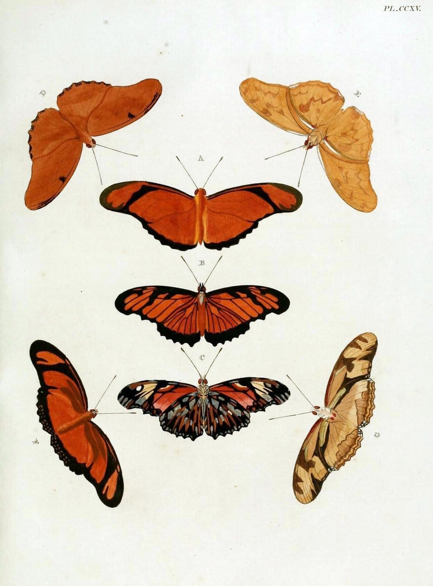 De uitlandsche kapellen, voorkomende in de drie waereld-deelen Asia, Africa en America / | "Catalogs and collections" Lepidoptera "Pictorial works" Suriname | Vintage Print Reproduction 467170