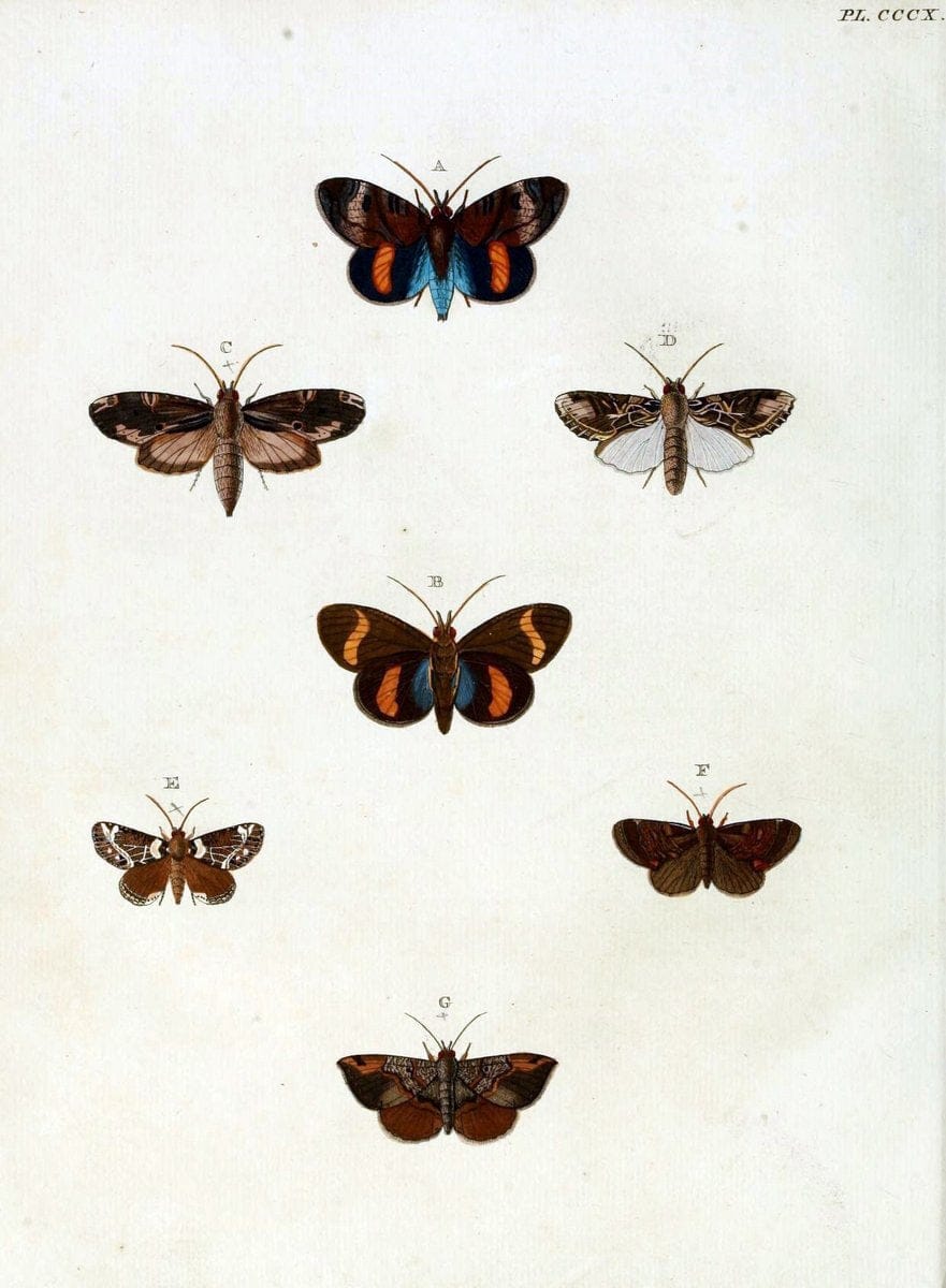De uitlandsche kapellen, voorkomende in de drie waereld-deelen Asia, Africa en America / | "Catalogs and collections" Lepidoptera "Pictorial works" Suriname | Vintage Print Reproduction 467171