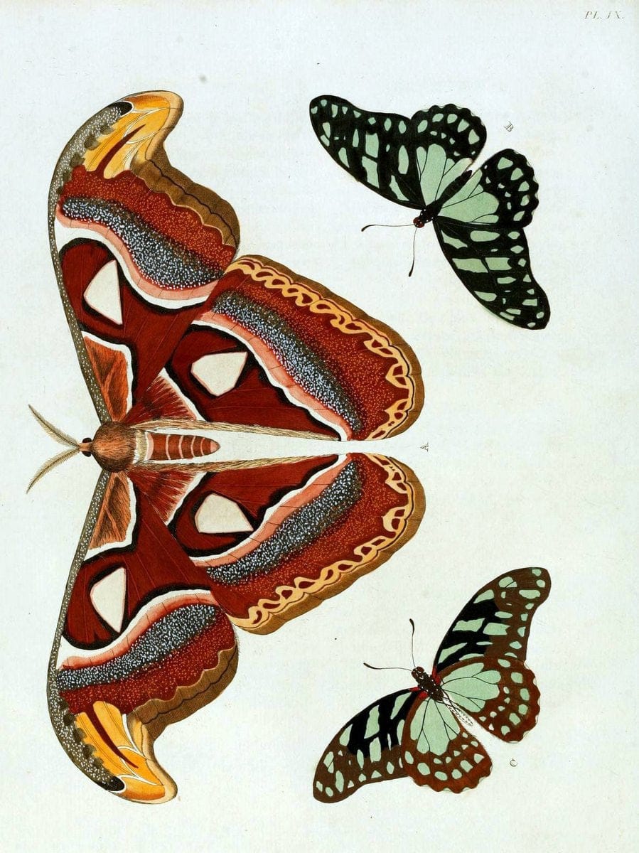 De uitlandsche kapellen, voorkomende in de drie waereld-deelen Asia, Africa en America / | "Catalogs and collections" Lepidoptera "Pictorial works" Suriname | Vintage Print Reproduction 467172