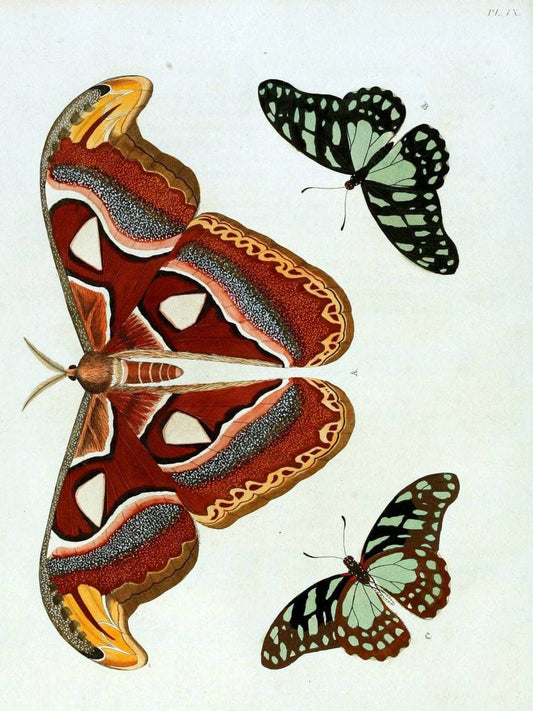 De uitlandsche kapellen, voorkomende in de drie waereld-deelen Asia, Africa en America / | "Catalogs and collections" Lepidoptera "Pictorial works" Suriname | Vintage Print Reproduction 467172