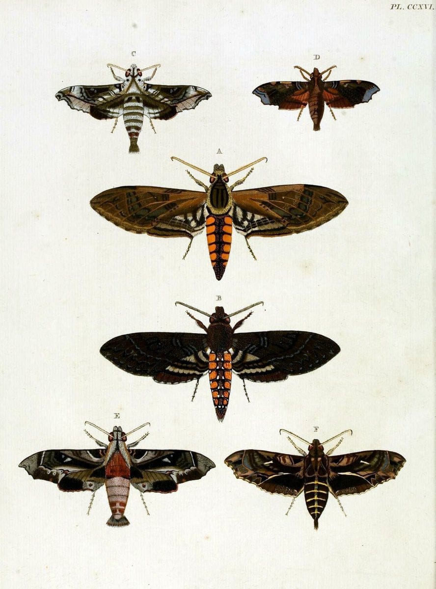 De uitlandsche kapellen, voorkomende in de drie waereld-deelen Asia, Africa en America / | "Catalogs and collections" Lepidoptera "Pictorial works" Suriname | Vintage Print Reproduction 467173