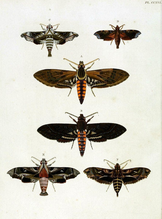 De uitlandsche kapellen, voorkomende in de drie waereld-deelen Asia, Africa en America / | "Catalogs and collections" Lepidoptera "Pictorial works" Suriname | Vintage Print Reproduction 467173