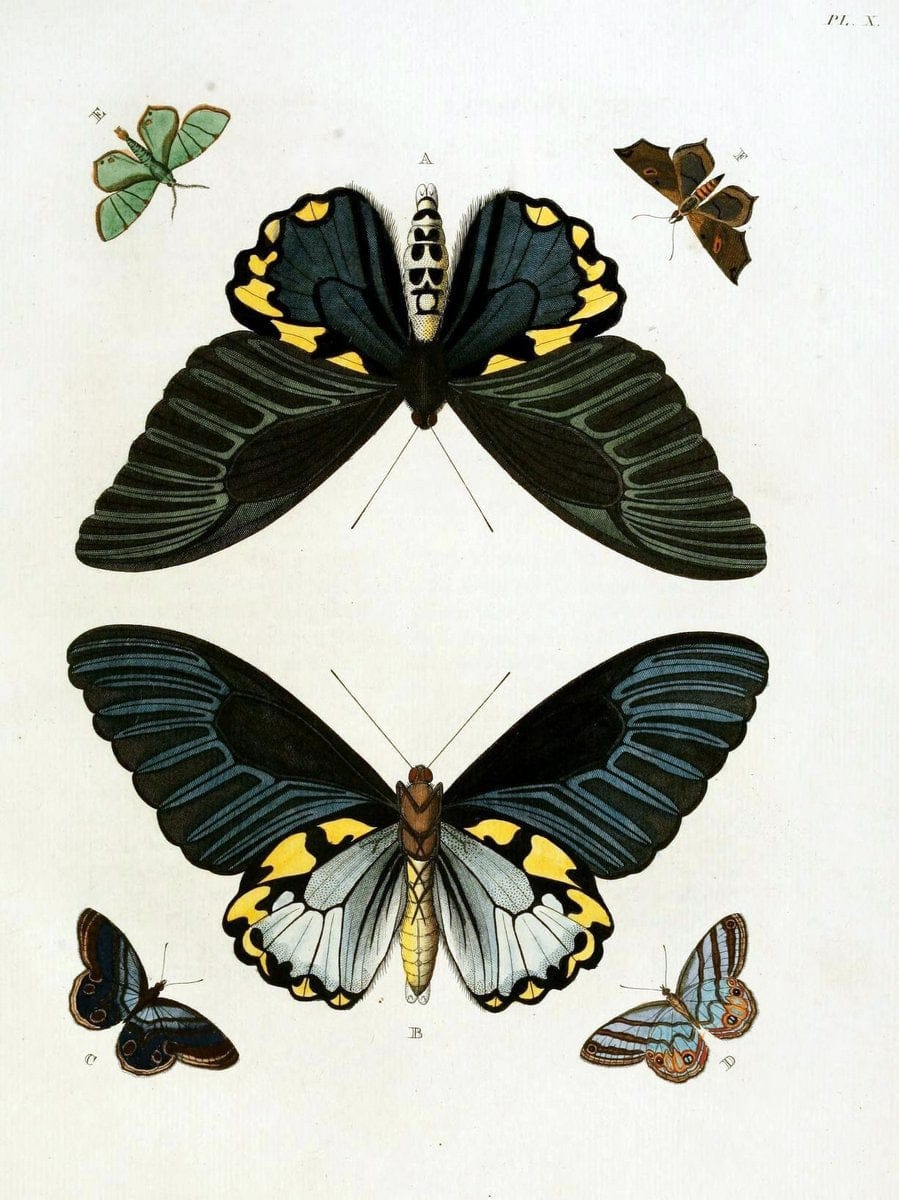 De uitlandsche kapellen, voorkomende in de drie waereld-deelen Asia, Africa en America / | "Catalogs and collections" Lepidoptera "Pictorial works" Suriname | Vintage Print Reproduction 467174