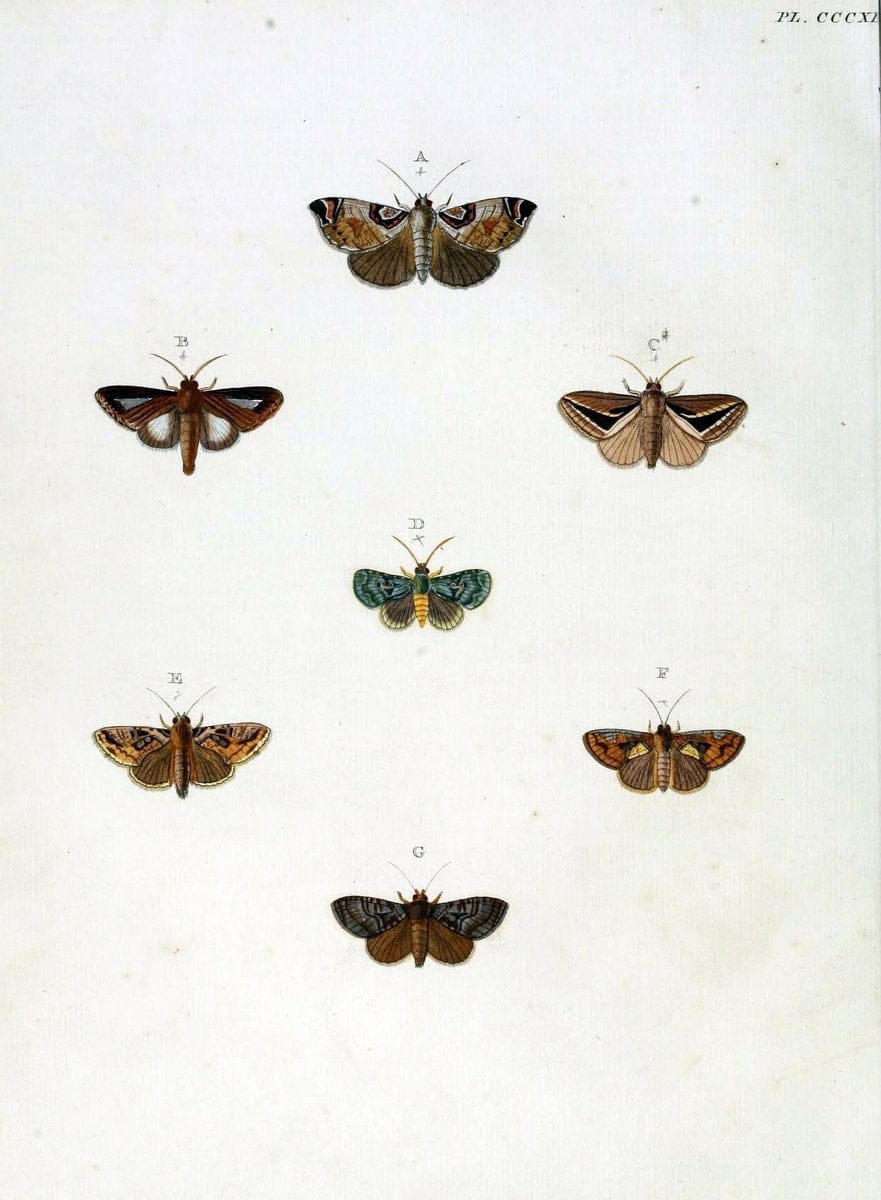 De uitlandsche kapellen, voorkomende in de drie waereld-deelen Asia, Africa en America / | "Catalogs and collections" Lepidoptera "Pictorial works" Suriname | Vintage Print Reproduction 467175